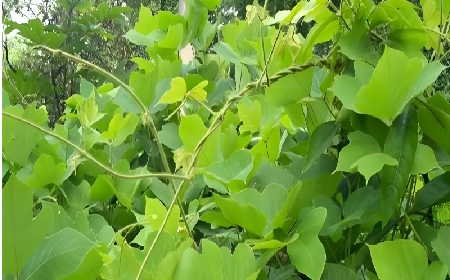 七夕寵妻狂魔就選它！二月風(fēng)雙有機野生葛根粉，健康又有文化味 