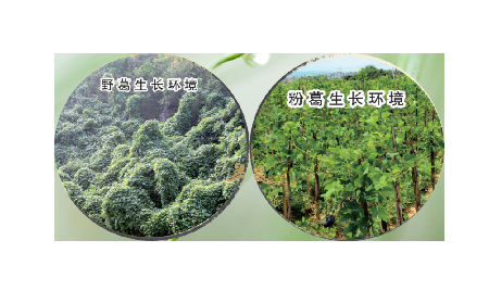 高學(xué)歷養(yǎng)生黨親測：這款雙有機野生葛根粉，憑什么成日常優(yōu)選？?